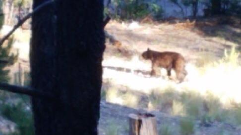 Stay bear aware for upcoming holiday after sighting on Mount Lemmon